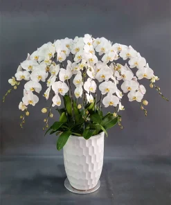Lan hồ điệp Graceful Orchid